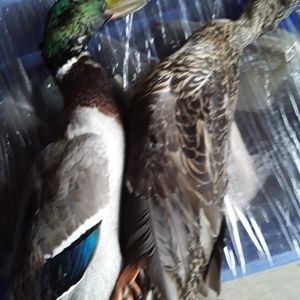 Meet your Posher, Jeff